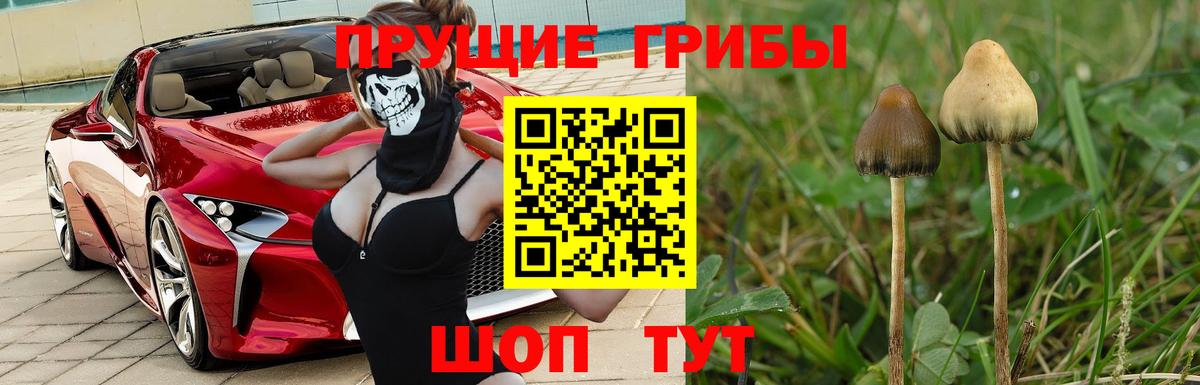 Галлюциногенные грибы Cubensis  Вход с VPN  Псилоцибиновые грибы прущие грибы  Димитровград 